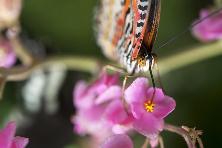 Penang Butterfly Side Flash