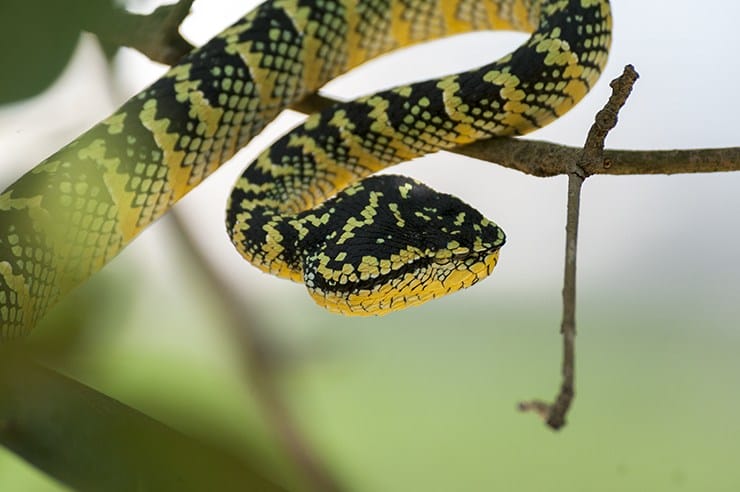 Penang Snake Temple Pit Viper