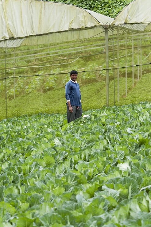 Cameron Highlands Man and his Cabbages