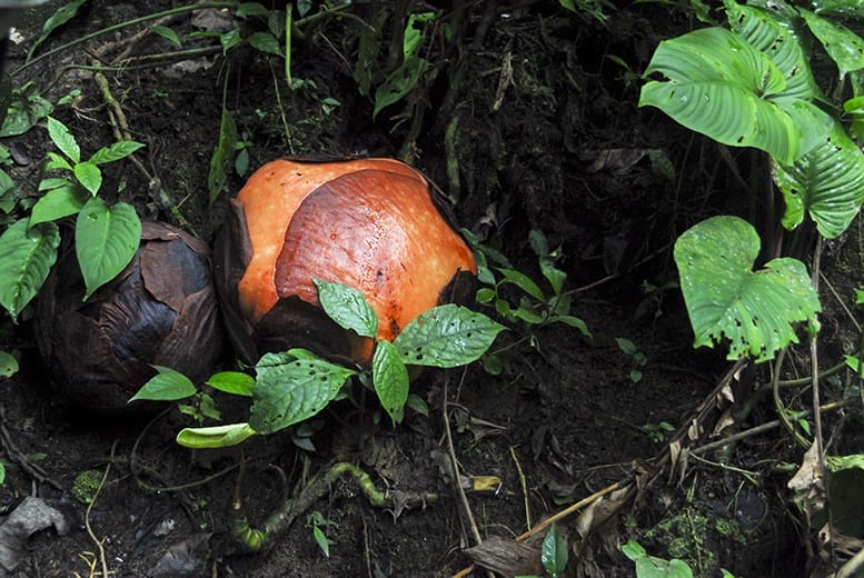 Cameron Highlands Rafflesia Cabbage