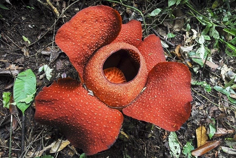 Cameron Highlands Rafflesia
