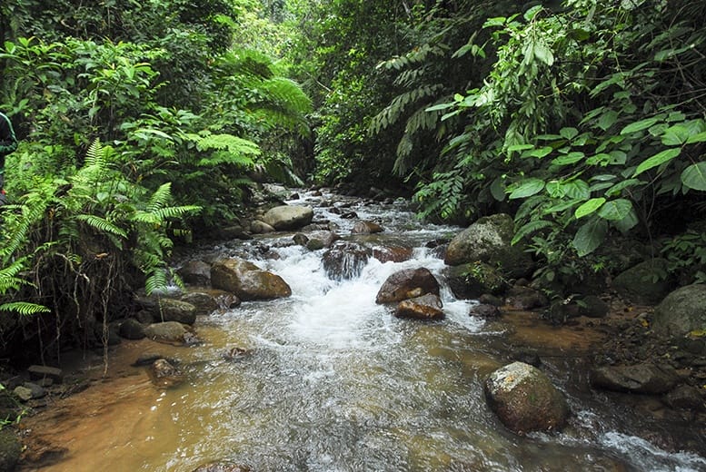 Cameron Highlands Stream