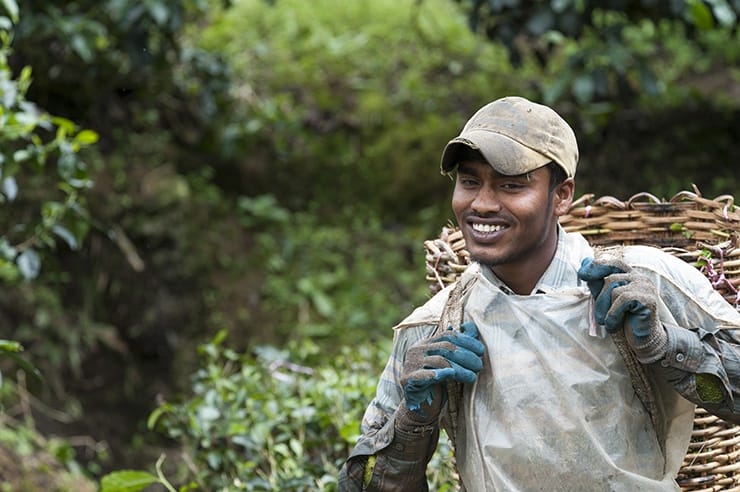 Cameron Highlands Ridiculously Photogenic Tea Picker