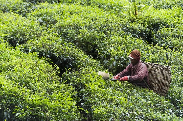 Cameron Highlands Smoking Tea Picker