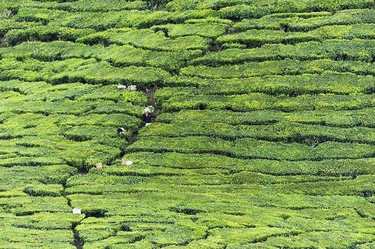 A Cup Of Tea And A Mystery: Cameron Highlands - The Crowded Planet