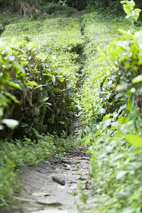 Cameron Highlands Tea Trail