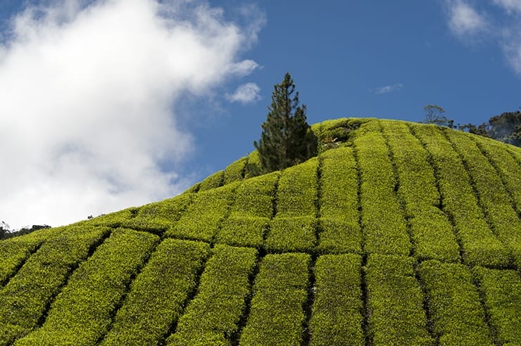 Cameron Highlands Windows Tea Hill