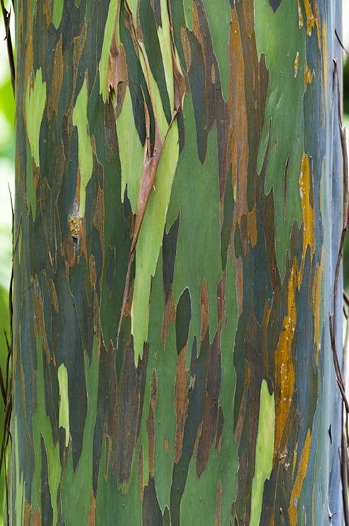 Kuala Lumpur Forest Colour Tree