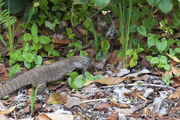Kuala Lumpur Forest Monitor