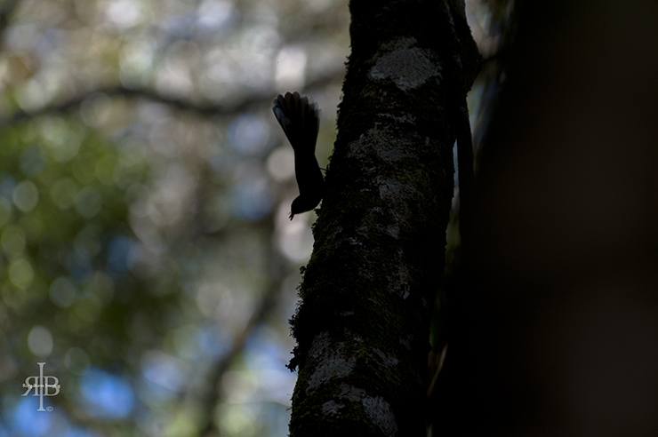 Kinabalu Bird Shadow