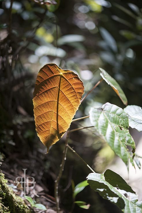 Kinabalu Brown Leaf