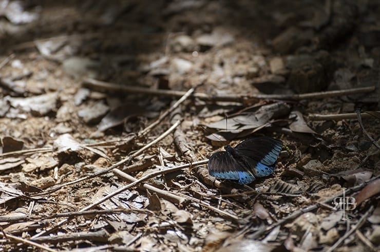 Kinabalu Butterfly on the Ground