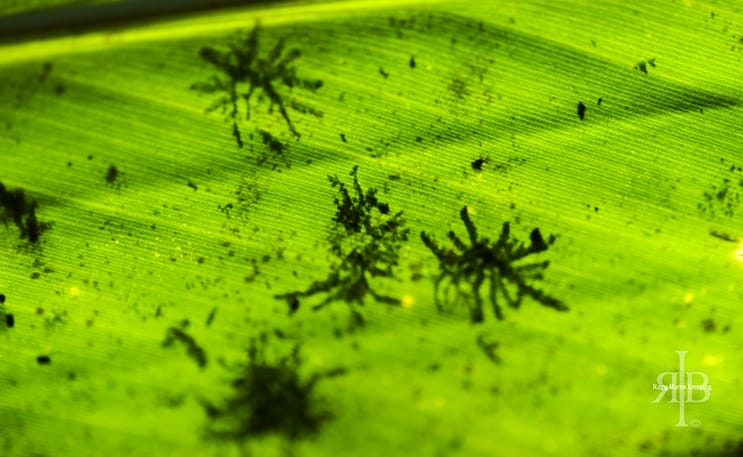 Kinabalu Leaf Underside