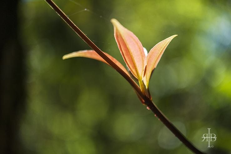 Kinabalu Pink Flower