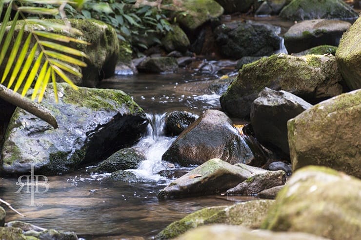 Kinabalu Small Stream