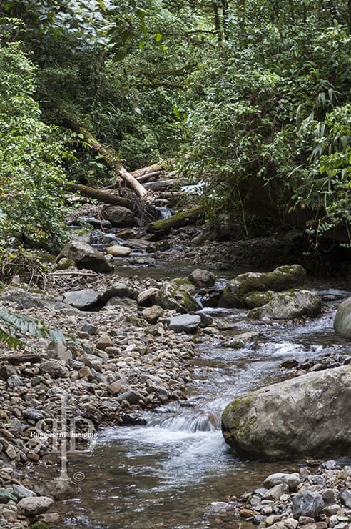 Kinabalu Stream in the Woods
