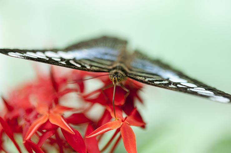 Penang Butterfly on Red Flower