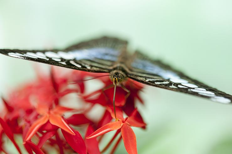 Penang Butterfly Food Face