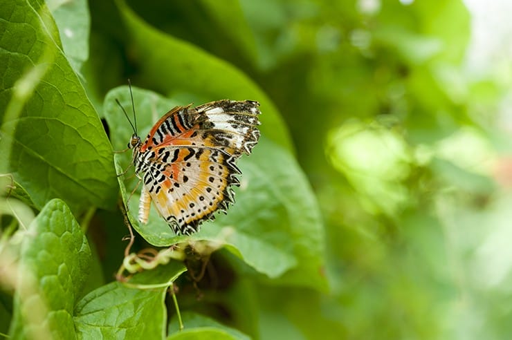 Penang Butterfly Jagged Edge II