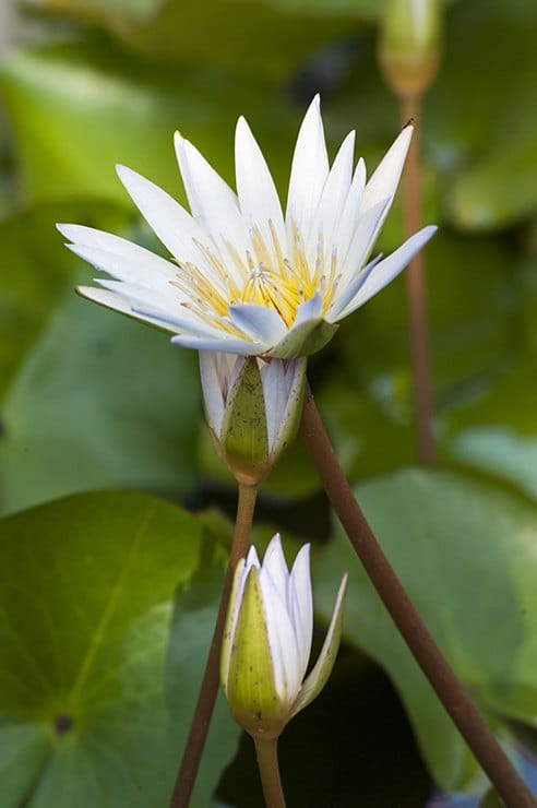 Penang water Lily