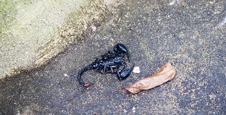 Penang Butterfly Farm Scorpion