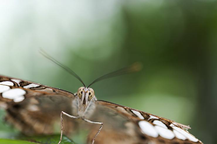 Penang Butterfly Spotty Eyes Front macro