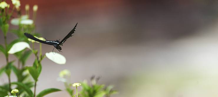 Penang Garden Butterfly in Flight