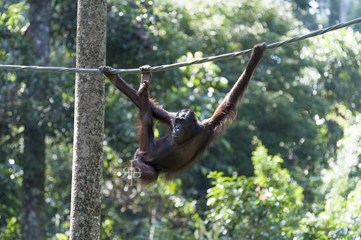 Sepilok Orangutan Leg Grab