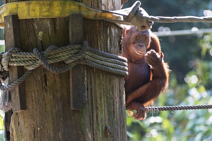 Sepilok Orangutan Pole