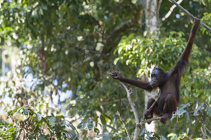 Sepilok Orangutan Sitting
