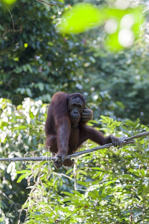 Sepilok Orangutan Stare