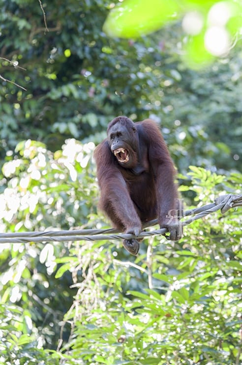 Sepilok Orangutan Teeth