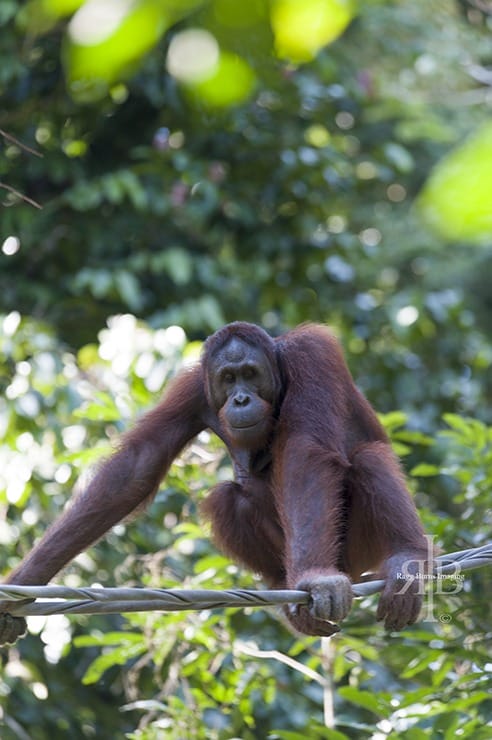 Sepilok Orangutan Tripod