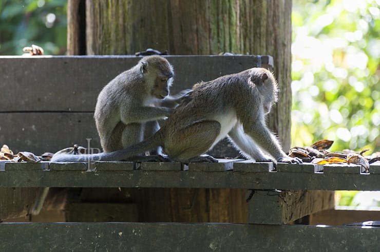 Sepilok Vermin and Lice