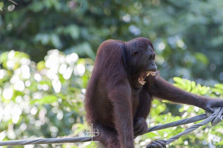Sepilok Orangutan Yawn