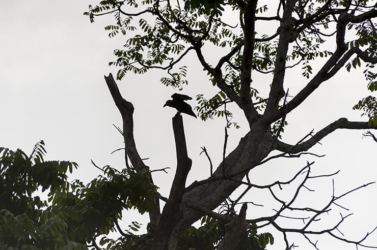 Taman Negara Crow Shadow