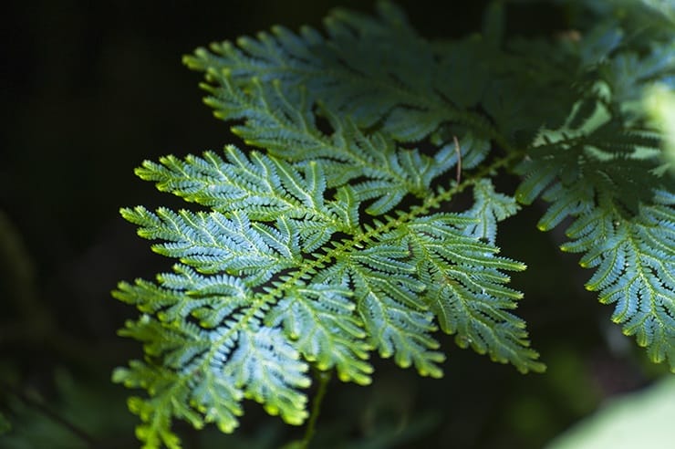 Taman Negara Blue Fern