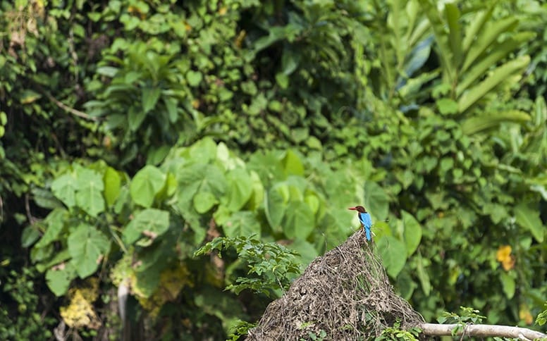 Taman Negara Kingfisher