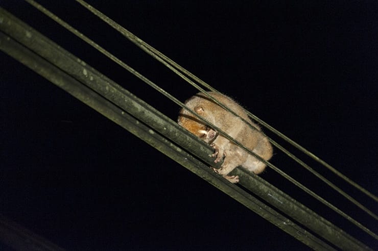 Slow Lorris sleeping