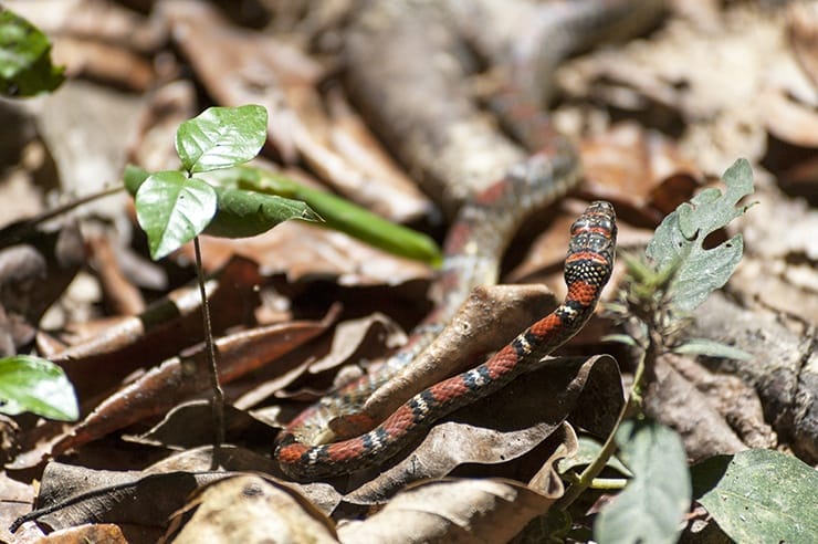 Coral snake taman negara