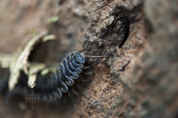 Uncle Tan Amaretto Millipede