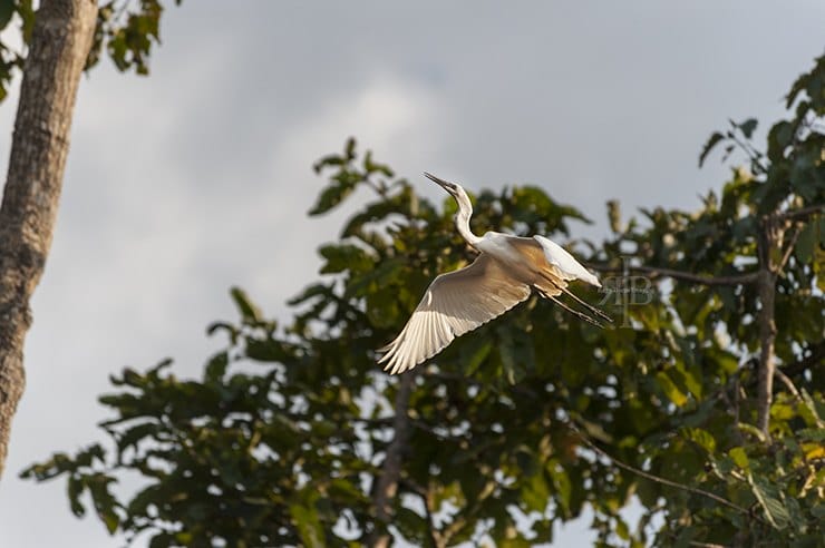 Uncle Tan Egret Take Off