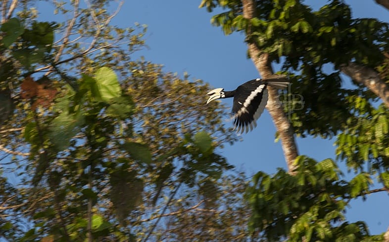 A Greater Hornbill in flight