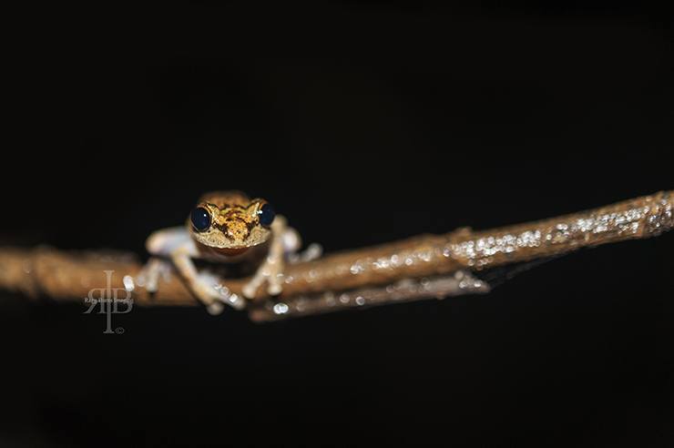 Uncle Tan Nocturnal Frog on Tree Branch