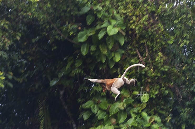 Uncle Tan Proboscis Monkey Jumping