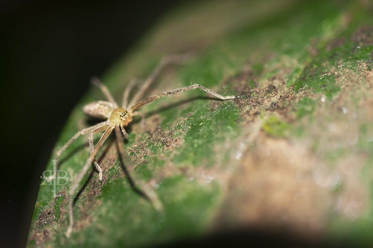 Uncle Tan Spider On Leaf