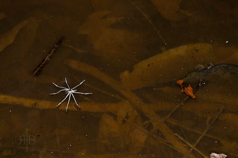 Uncle tan spider on the water