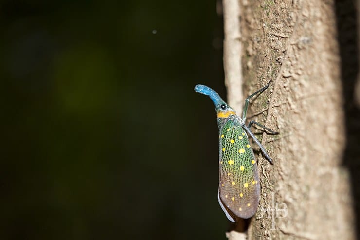 Uncle Tans Colourful Moth