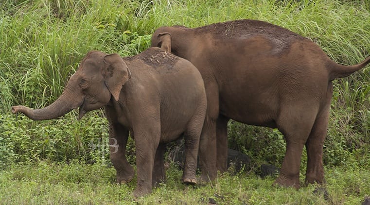 India Kumily NP wild elephants