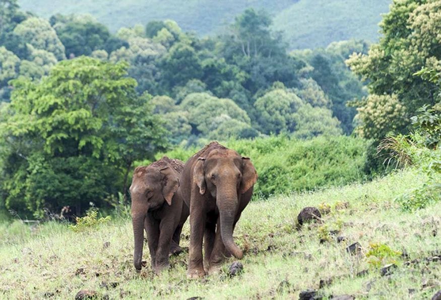 India-Kumily-Wild-Elephants